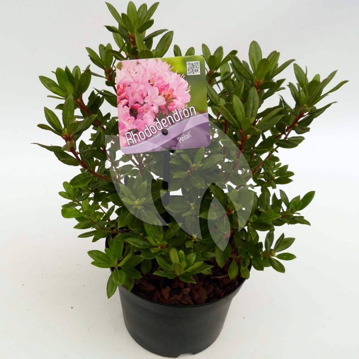Plantenwinkel.nl Dwerg rododendron (Rhododendron 