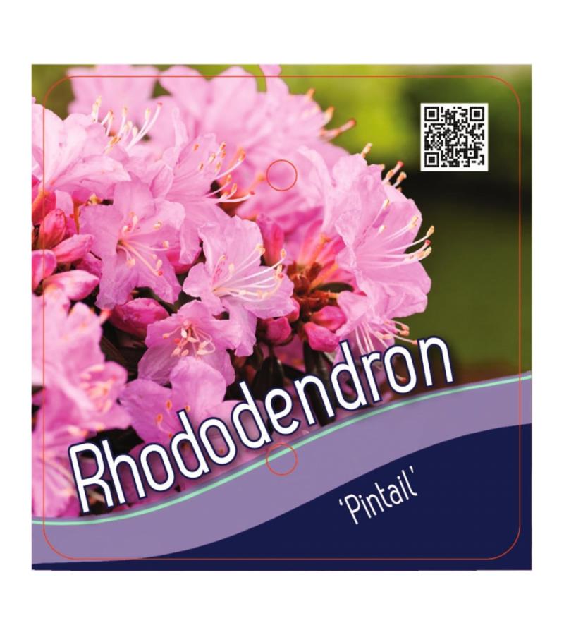 Dwerg rododendron (Rhododendron "Pintail") heester