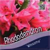 Dwerg rododendron (Rhododendron "Winsome") heester