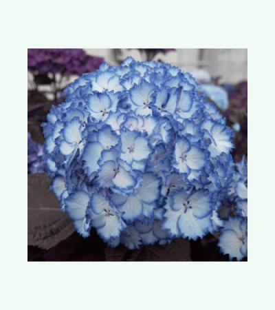 Hydrangea Macrophylla "Charming® Julia Blue"® boerenhortensia