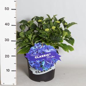 Hydrangea Macrophylla Classic® Fripon Blue® boerenhortensia