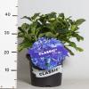 Hydrangea Macrophylla Classic® "Fripon Blue"® boerenhortensia