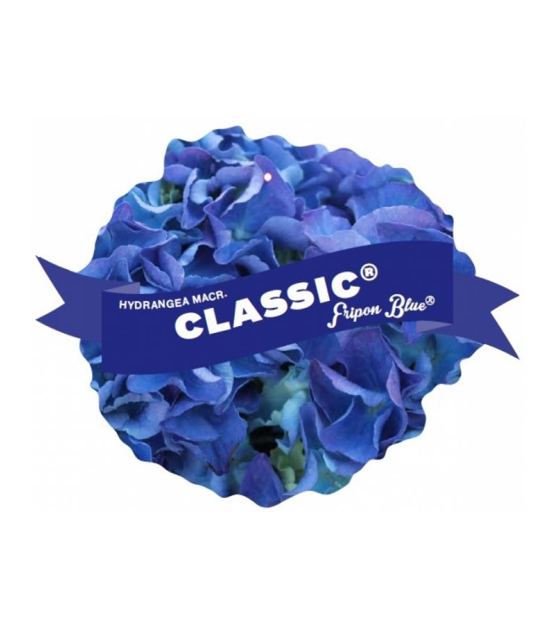 Hydrangea Macrophylla Classic® "Fripon Blue"® boerenhortensia