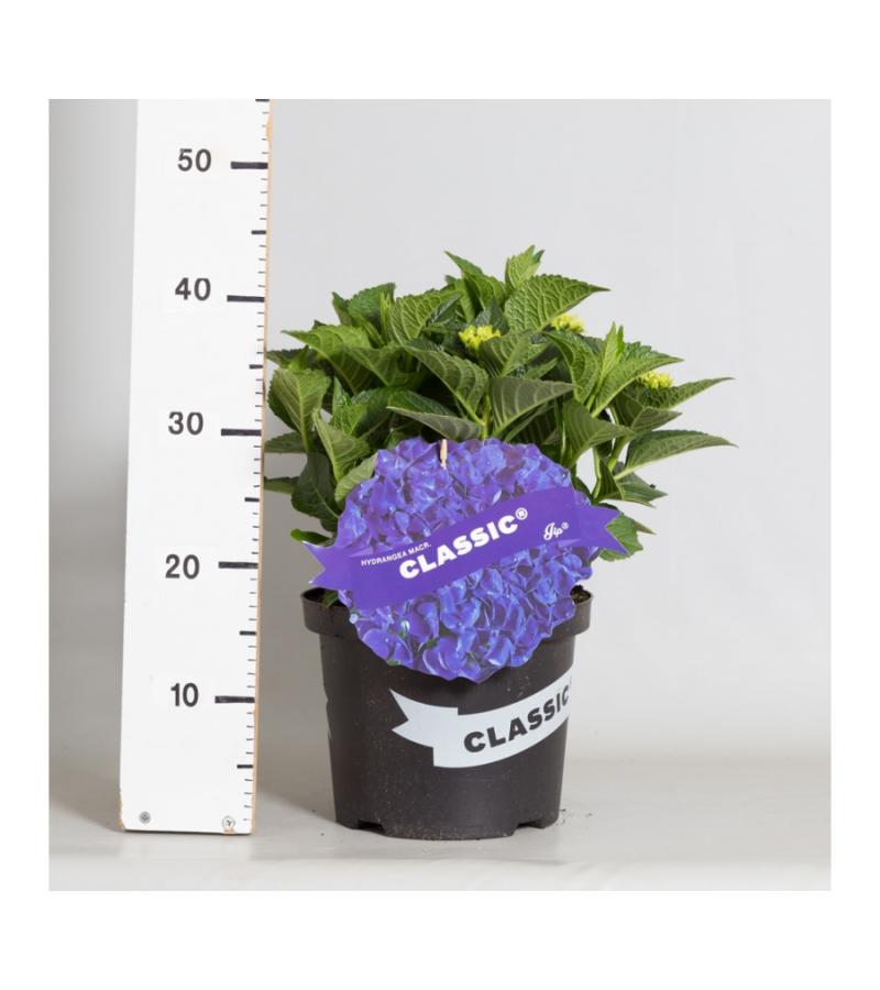 Hydrangea Macrophylla Classic® "Jip"® boerenhortensia