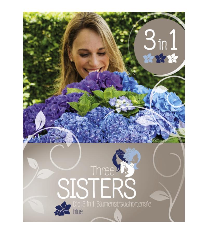 Hydrangea Macrophylla "Three Sisters"® Blue boerenhortensia