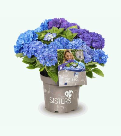 Hydrangea Macrophylla "Three Sisters"® Blue boerenhortensia
