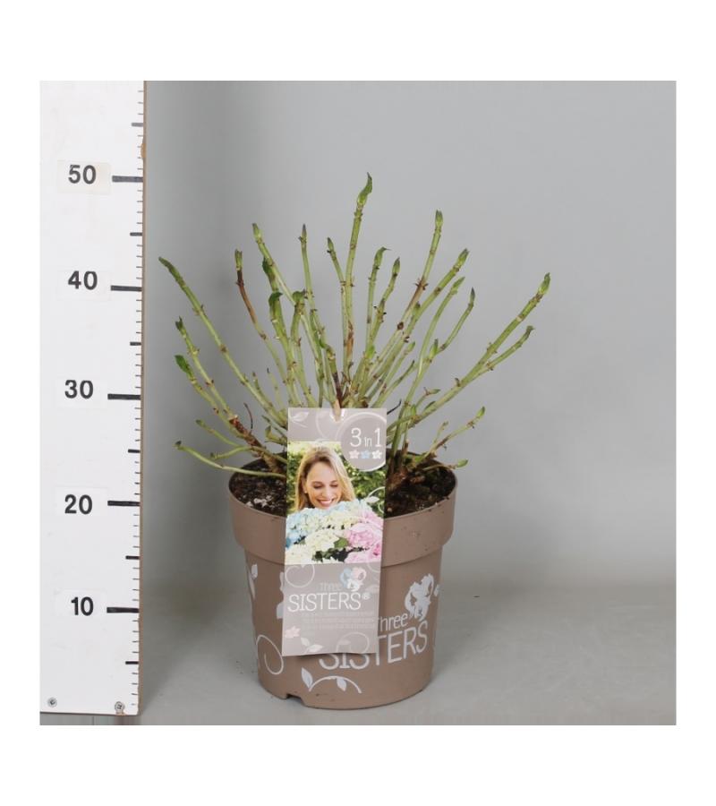 Hydrangea Macrophylla "Three Sisters"® Pastel boerenhortensia