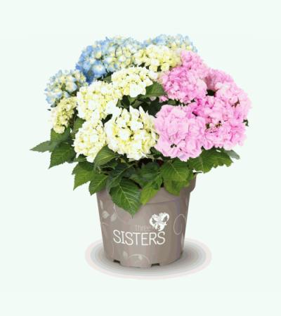 Hydrangea Macrophylla "Three Sisters"® Pastel boerenhortensia