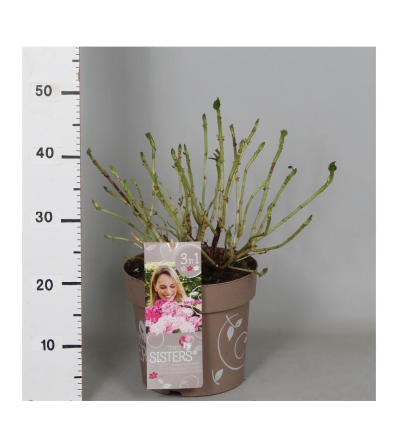 Hydrangea Macrophylla "Three Sisters"® Pink boerenhortensia