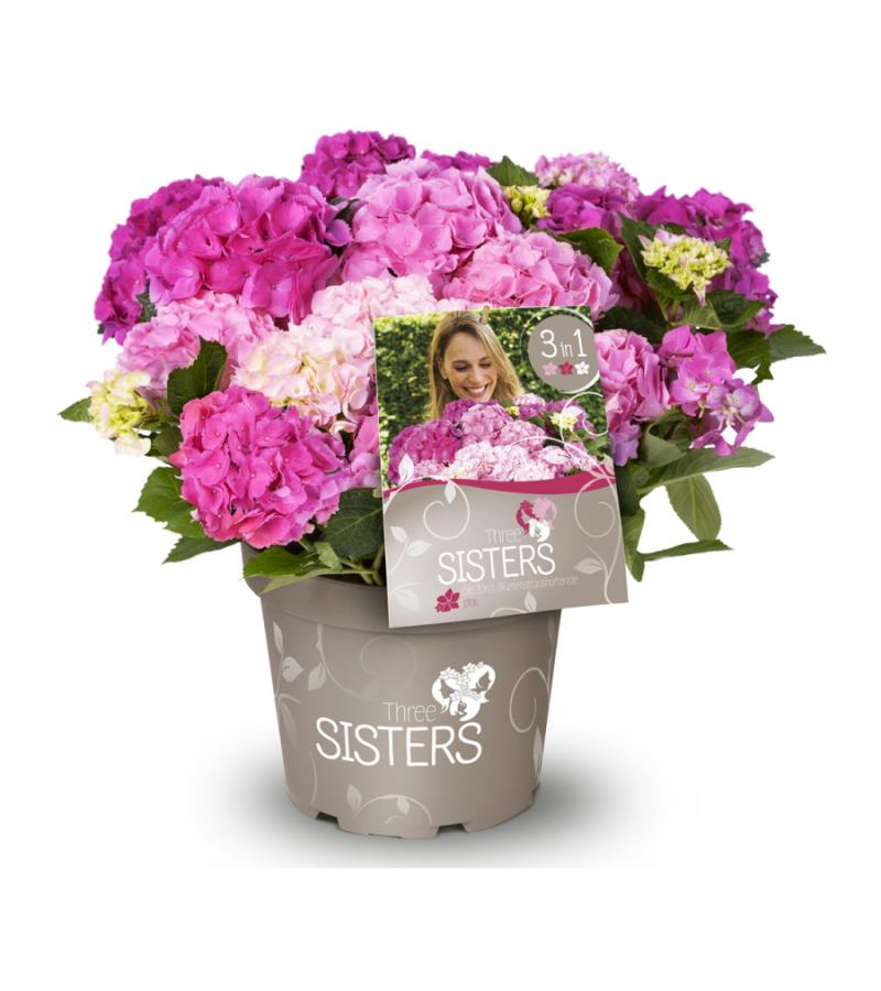 Hydrangea Macrophylla "Three Sisters"® Pink boerenhortensia