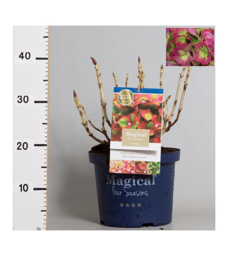 Hydrangea Macrophylla "Magical Greenfire"® boerenhortensia