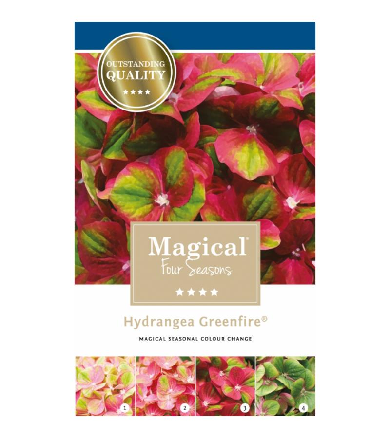 Hydrangea Macrophylla "Magical Greenfire"® boerenhortensia