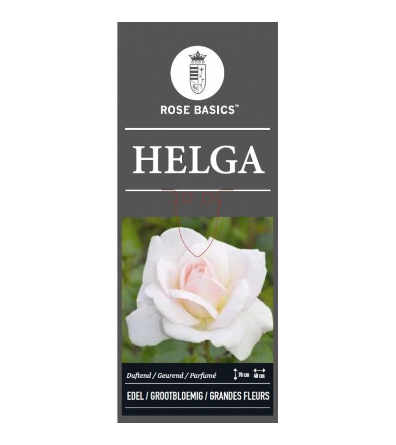Grootbloemige roos (rosa "Helga")