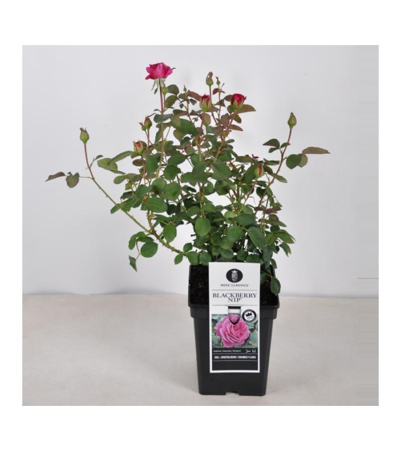 Grootbloemige roos (rosa "Blackberry Nip"®)
