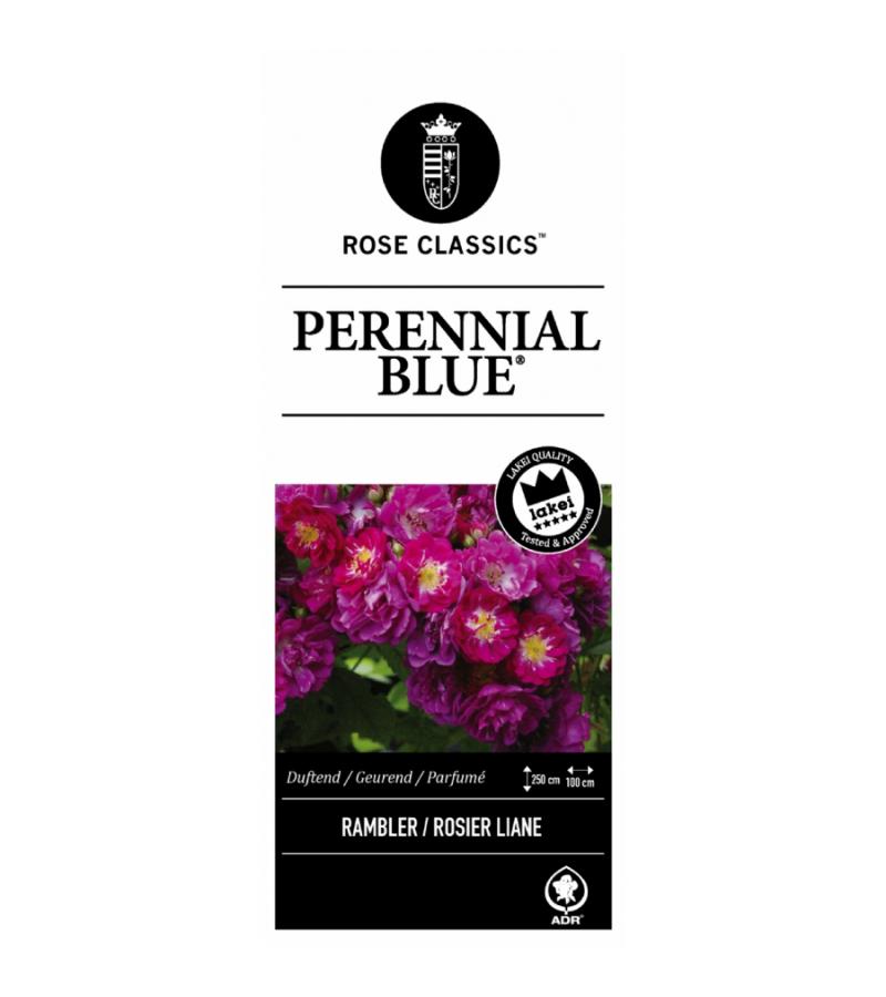Rambler klimroos (rosa "Perennial Blue"®)