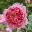 Engelse klimroos (rosa "Boscobel"®)