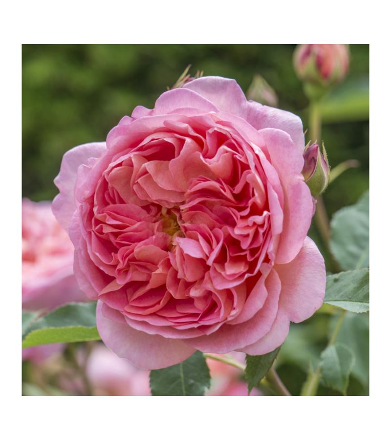 Engelse klimroos (rosa "Boscobel"®)