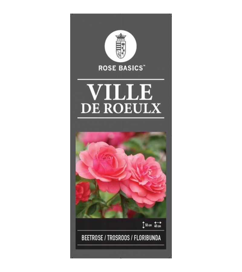 Trosroos op stam (rosa "Ville de Roeulx")