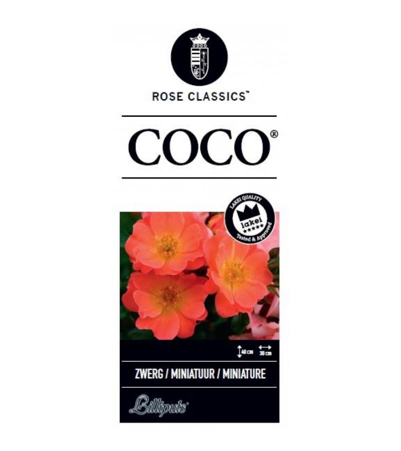 Miniatuurroos op stam (rosa "Coco"®)