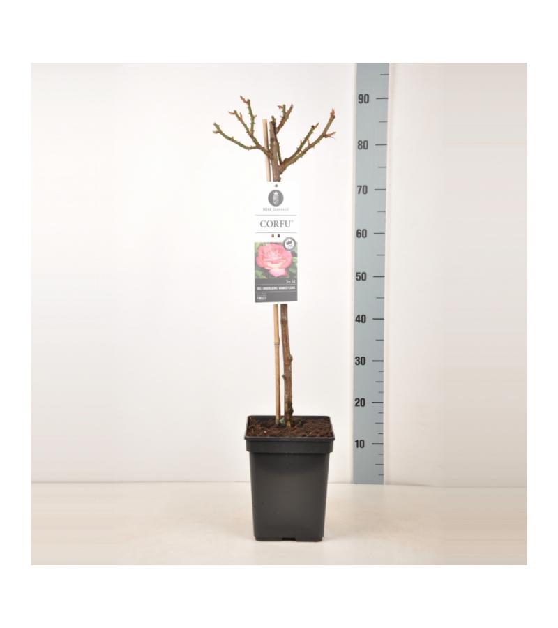 Grootbloemige roos op stam 50 cm (rosa "Corfu"®)