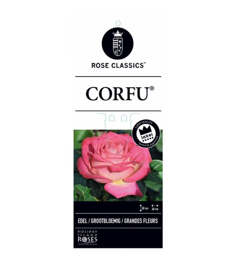 Grootbloemige roos op stam 50 cm (rosa "Corfu"®)