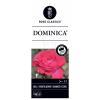 Grootbloemige roos op stam 50 cm (rosa "Dominica"®) 