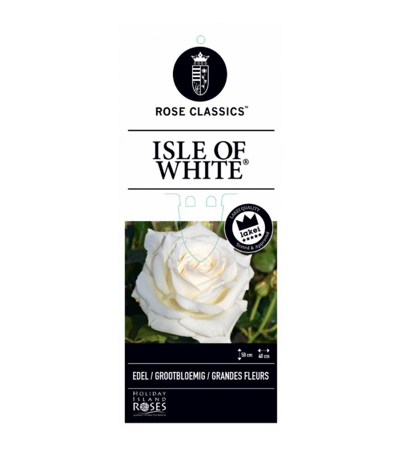 Grootbloemige roos op stam 50 cm (rosa "Isle of White"®) 