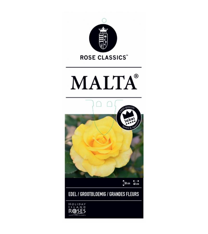 Grootbloemige roos op stam 50 cm (rosa "Malta"®)