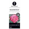 Grootbloemige roos op stam 50 cm (rosa "Mauritius"®) 