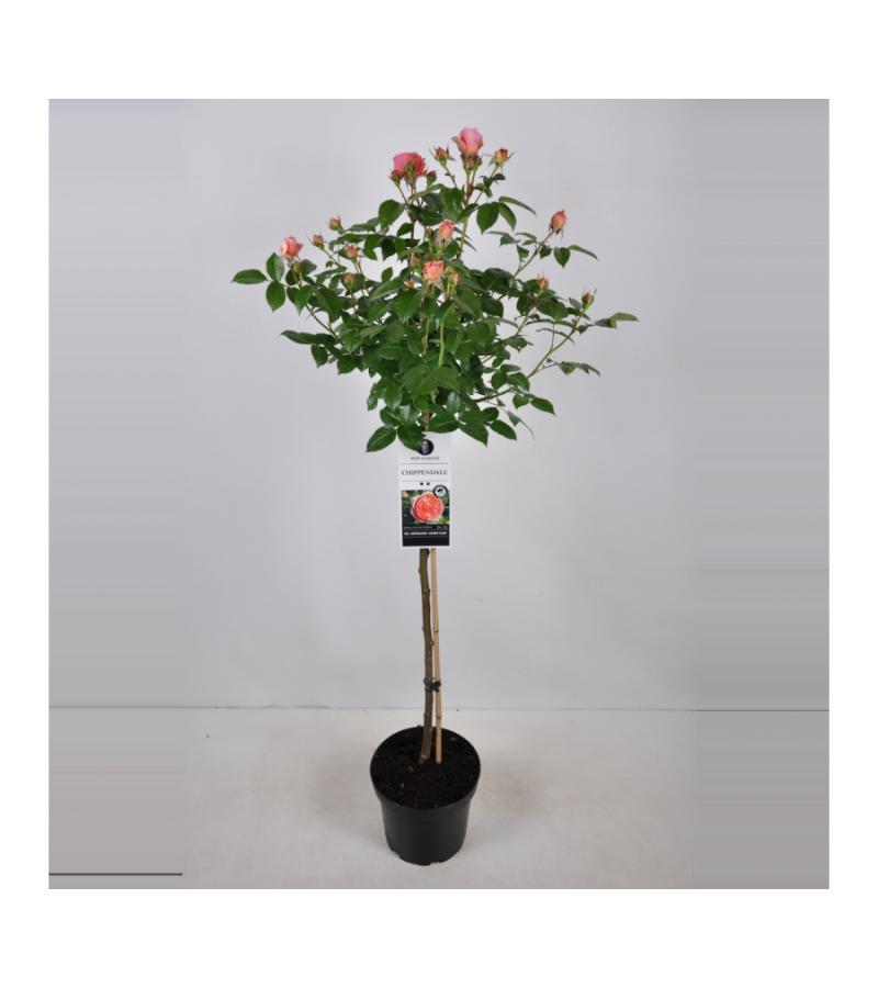 Grootbloemige roos op stam (rosa "Chippendale"®) 