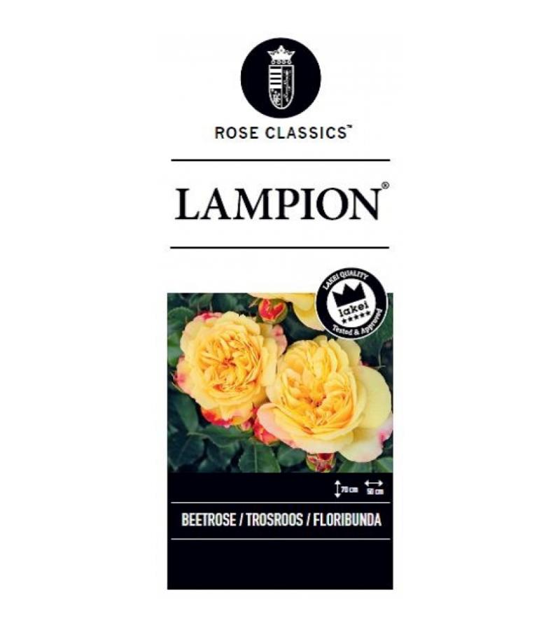 Trosroos op stam (rosa "Lampion"®)