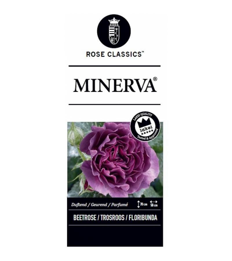 Trosroos op stam (rosa "Minerva"®) 