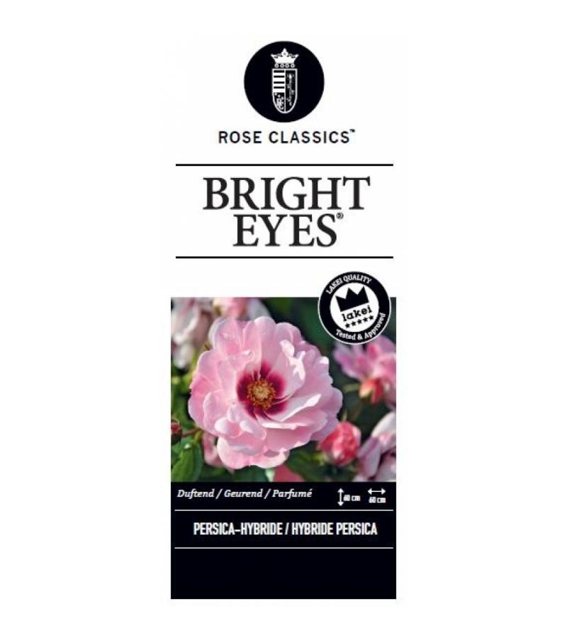 Persica roos op stam (rosa Persica "Bright Eyes"®) 