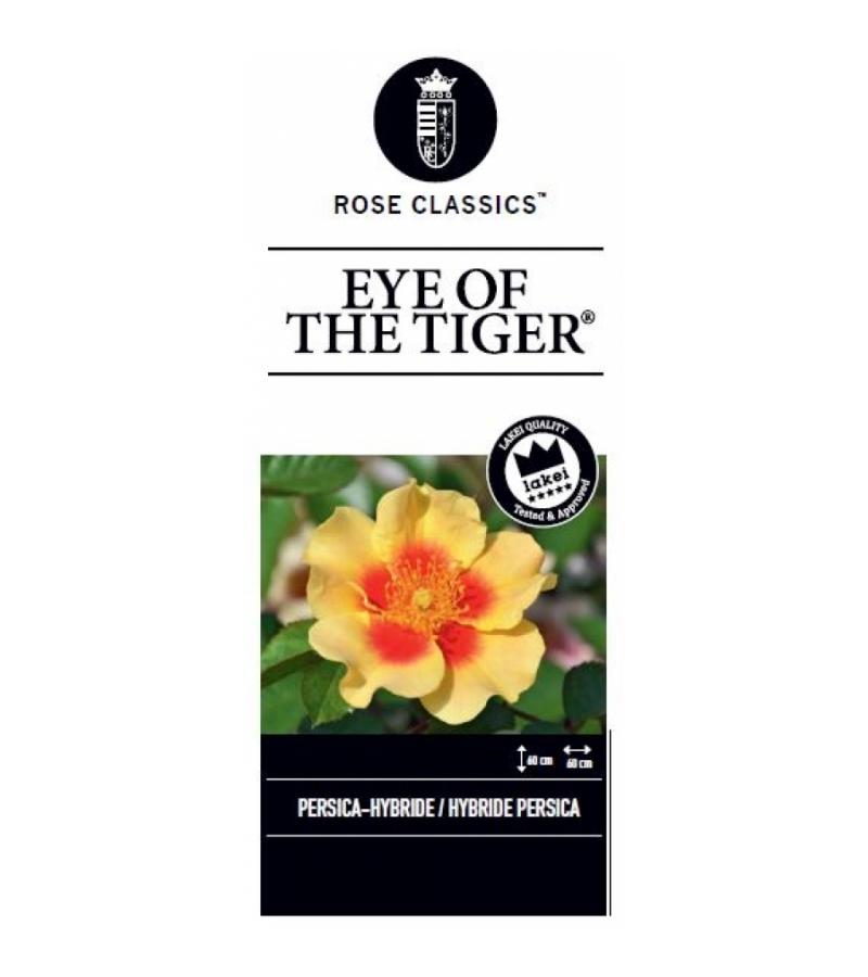 Persica roos op stam (rosa Persica "Eyes of the Tiger"®) 