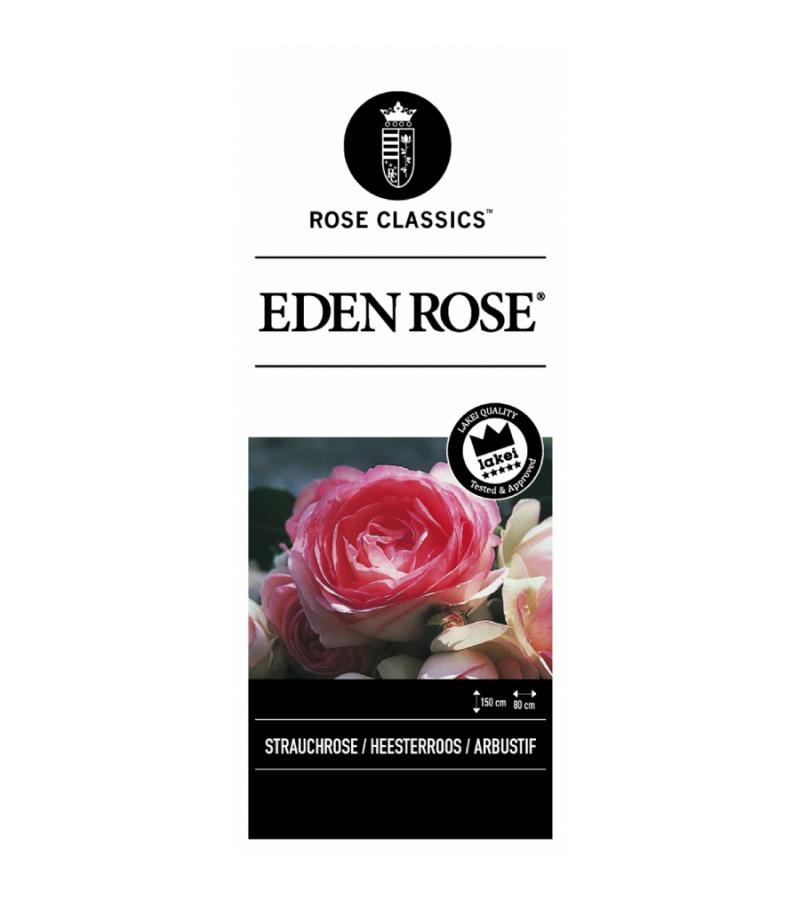 Treurroos op stam (Rosa "Eden Rose"®)