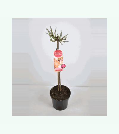 Grootbloemige roos op stam Parfum de Nature (rosa "Acapella"®)