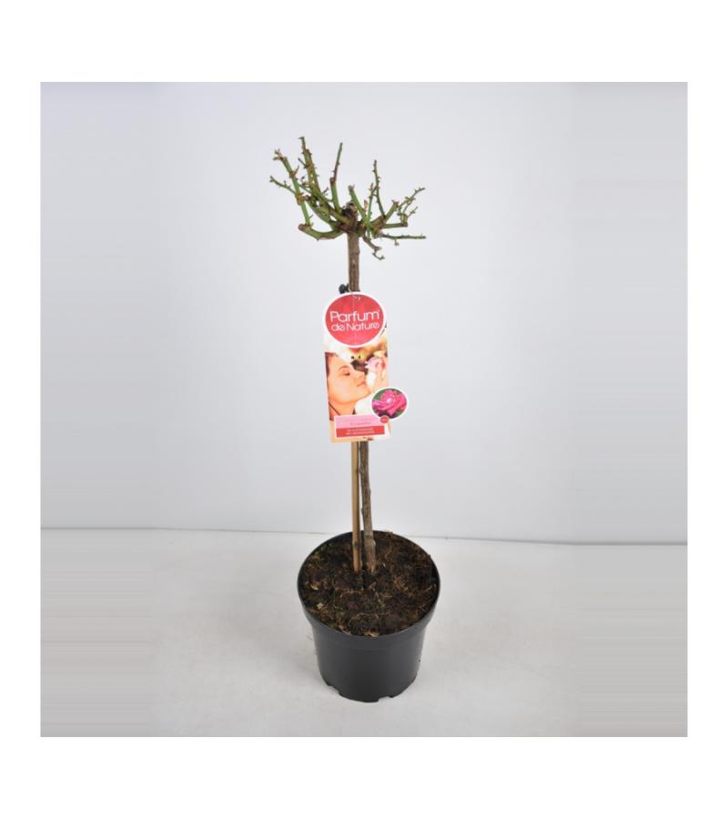 Grootbloemige roos op stam Parfum de Nature (rosa "Acapella"®)
