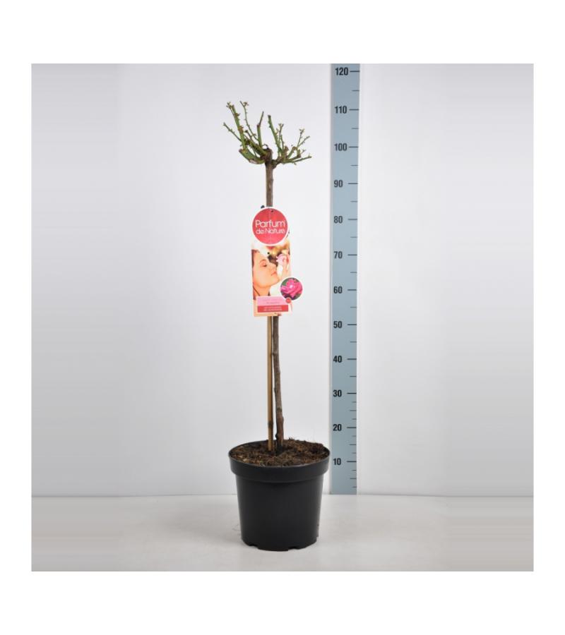 Grootbloemige roos op stam Parfum de Nature (rosa "Acapella"®)