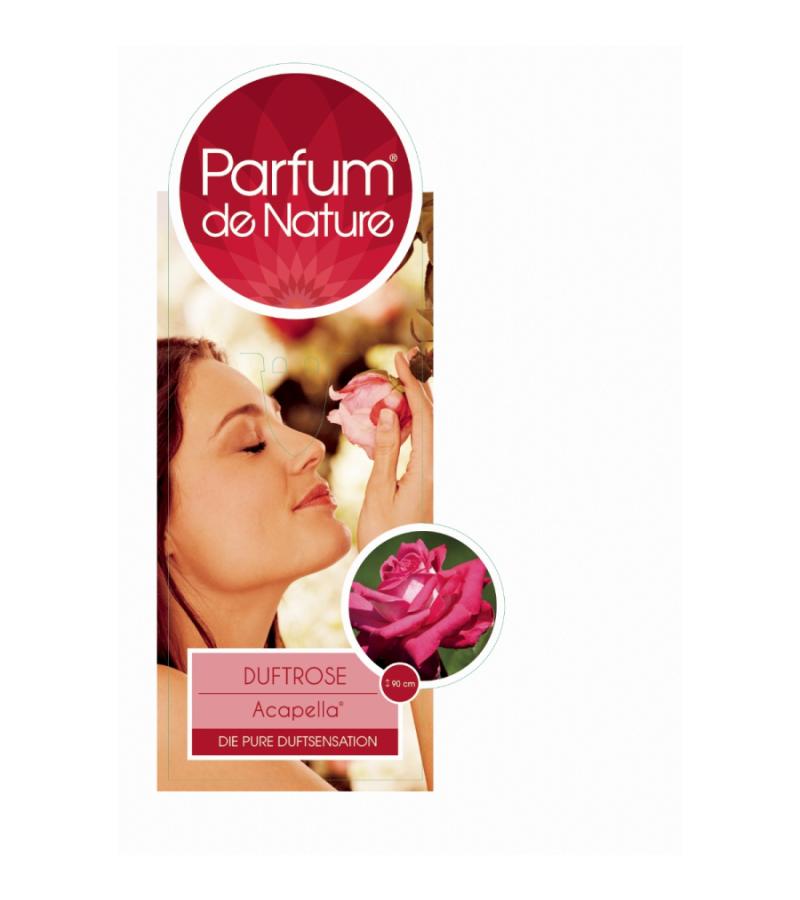 Grootbloemige roos op stam Parfum de Nature (rosa "Acapella"®)