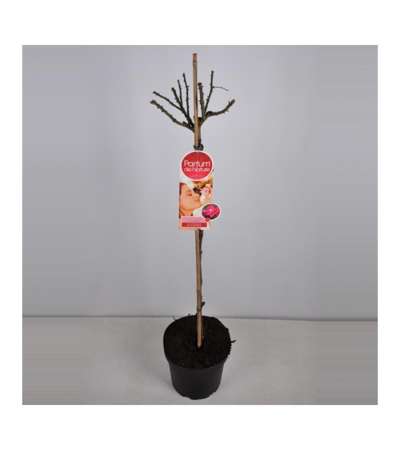 Grootbloemige roos op stam Parfum de Nature (rosa "Acapella"®)