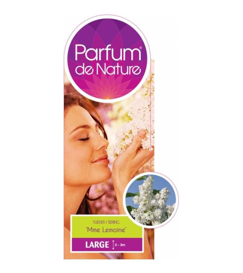Sering (syringa vulgaris "Mme Lemoine"Parfum de Nature)