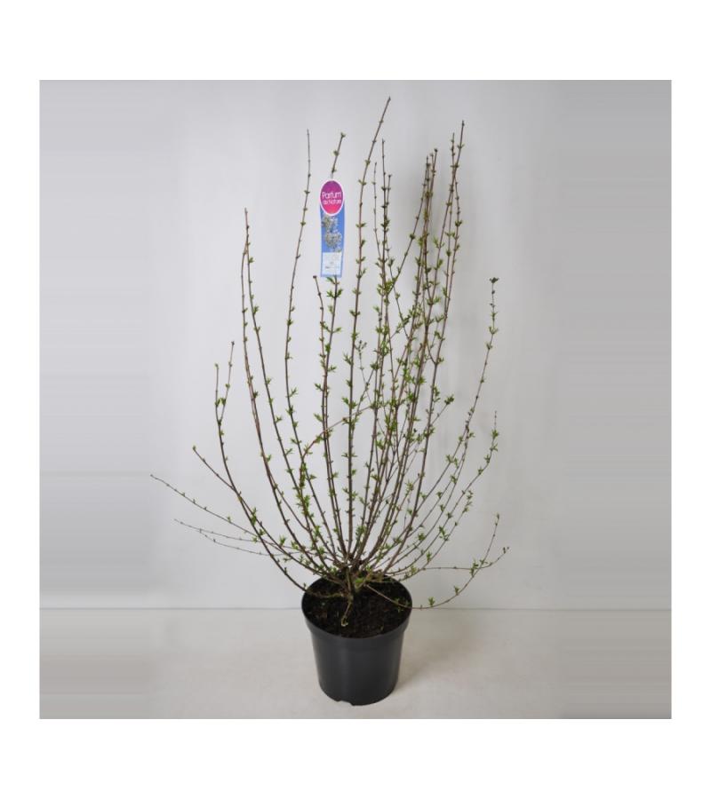 Dwergering (syringa persica "Alba") 