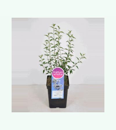 Dwergering (syringa persica "Alba") 