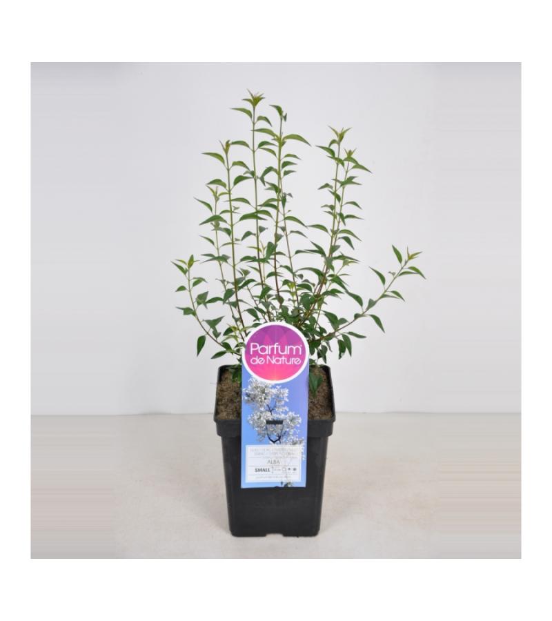 Dwergering (syringa persica "Alba") 