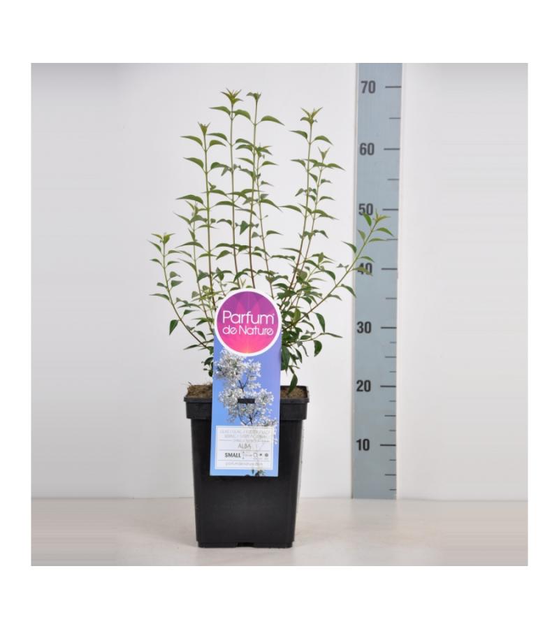Dwergering (syringa persica "Alba") 