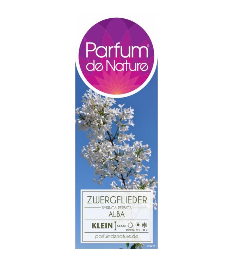 Dwergering (syringa persica "Alba") 
