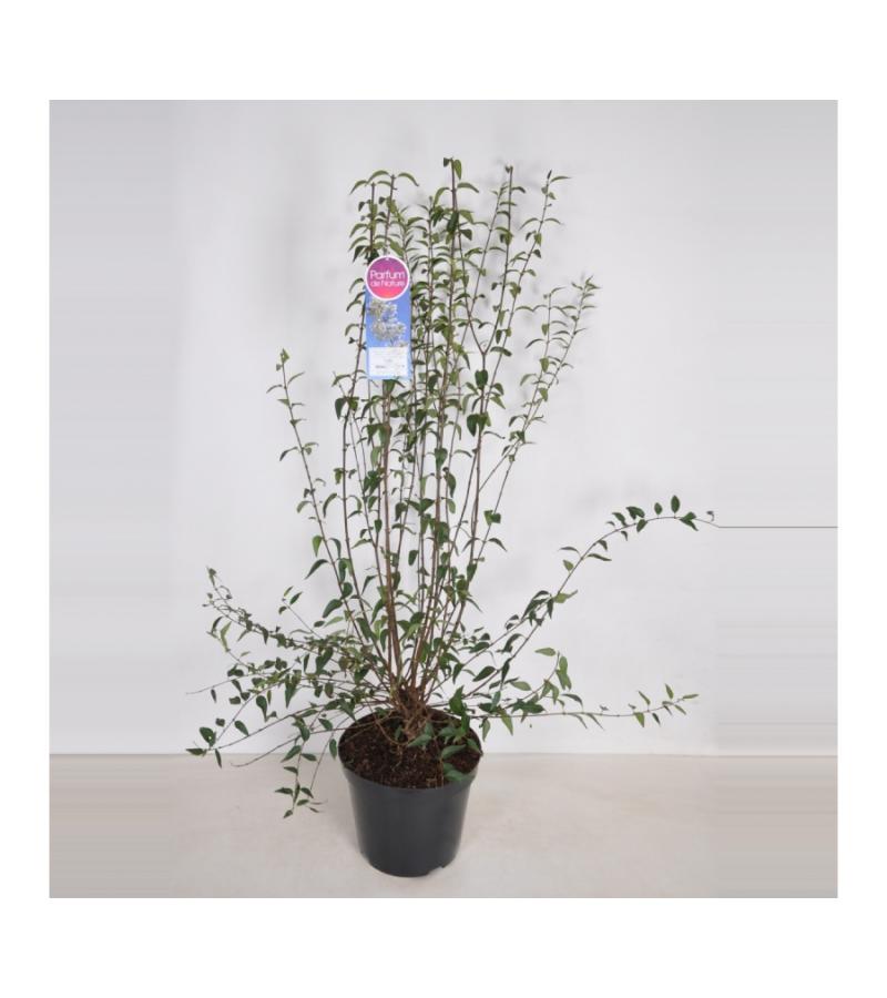 Dwergering (syringa persica "Alba") 