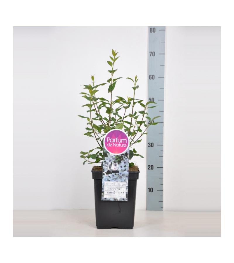 Sering (syringa chinensis "Bicolor") 