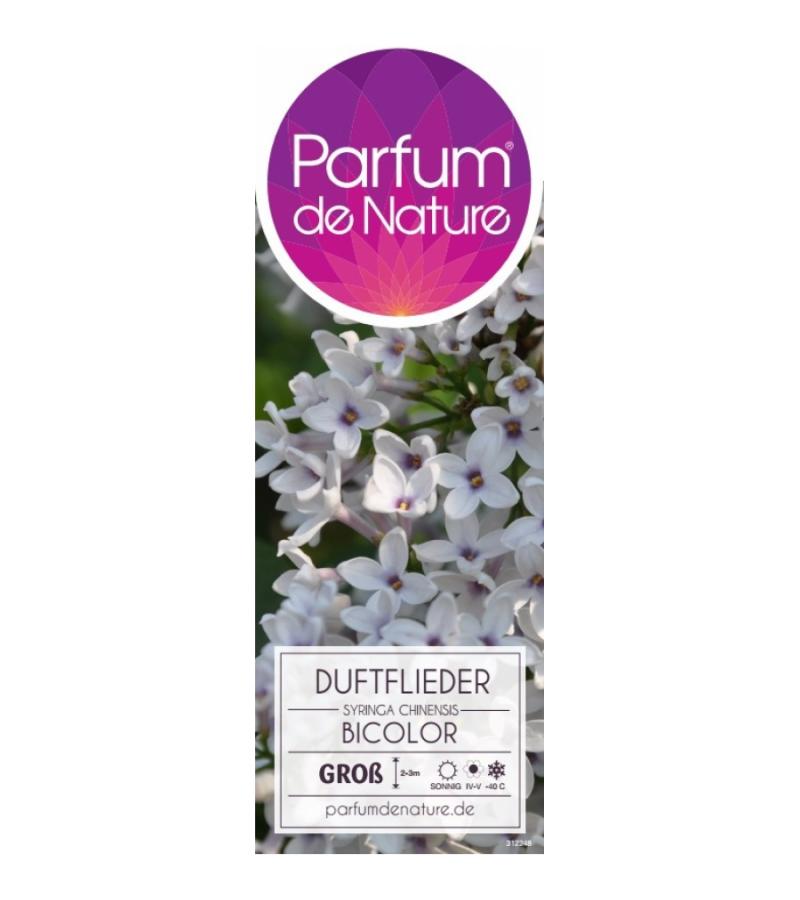 Sering (syringa chinensis "Bicolor") 