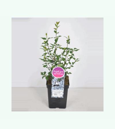 Sering (syringa chinensis "Bicolor") 